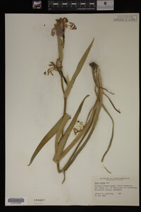 Iris fulva image