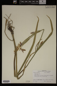 Iris fulva image