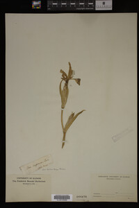 Iris fulva image