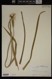 Iris fulva image