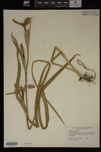 Iris fulva image