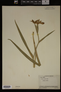 Iris fulva image