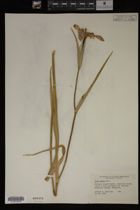 Iris fulva image