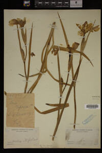 Iris fulva image