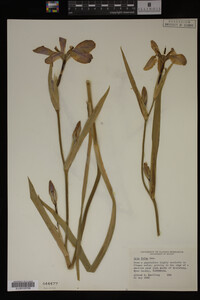 Iris fulva image