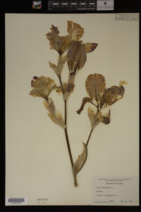 Image Associated With the Occurrence