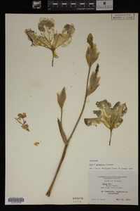 Image Associated With the Occurrence