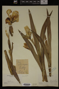 Image Associated With the Occurrence