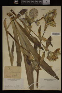 Image Associated With the Occurrence