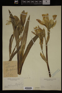 Image Associated With the Occurrence