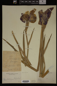Image Associated With the Occurrence