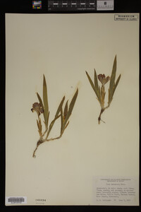 Media resource of Iris lacustris