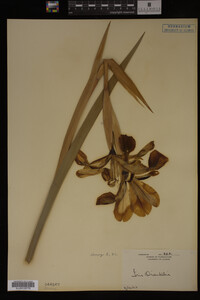 Image Associated With the Occurrence