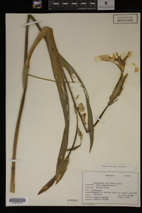 Image Associated With the Occurrence