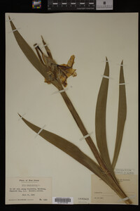 Image Associated With the Occurrence
