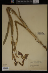 Image Associated With the Occurrence