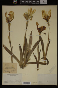 Image Associated With the Occurrence