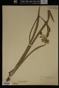 Image Associated With the Occurrence
