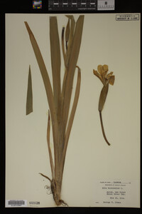 Image Associated With the Occurrence