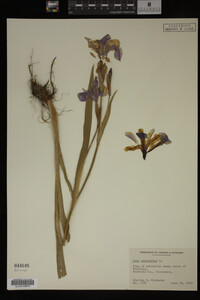 Image Associated With the Occurrence