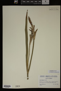 Iris virginica image