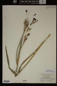 Iris virginica image