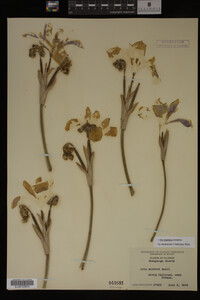 Iris virginica image