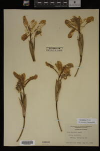 Iris virginica image
