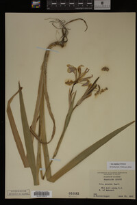 Iris virginica image