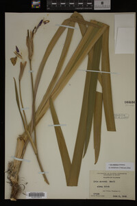 Iris virginica image