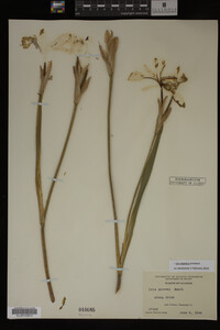 Iris virginica image