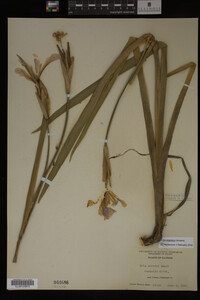 Iris virginica image