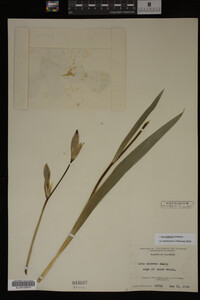 Iris virginica image