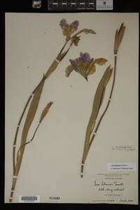 Iris virginica image