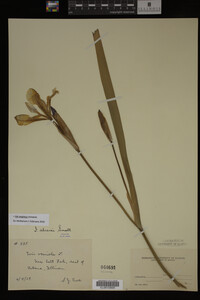 Iris virginica image