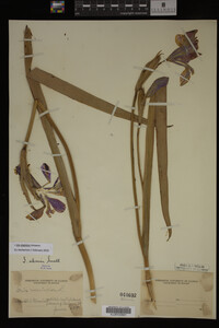 Iris virginica image
