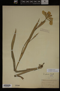 Iris virginica image