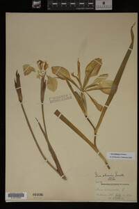 Iris virginica image