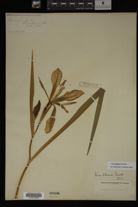 Iris virginica image