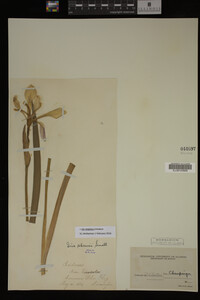 Iris virginica image