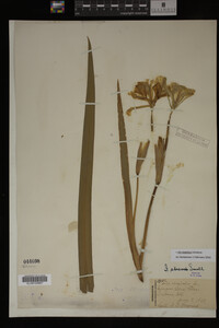 Iris virginica image