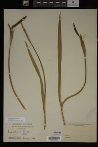 Iris virginica image