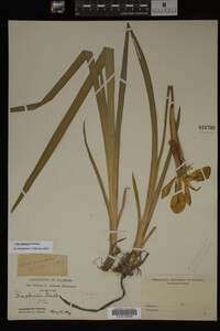Iris virginica image