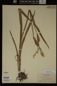 Iris virginica image