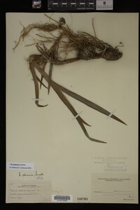 Iris virginica image