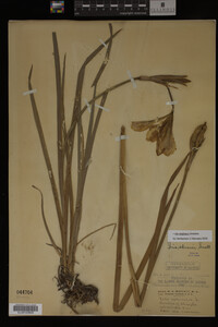 Iris virginica image