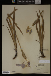 Iris virginica image