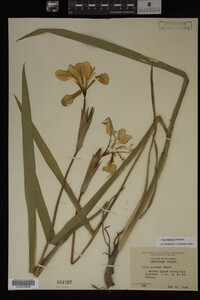 Iris virginica image