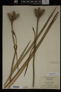 Iris virginica image