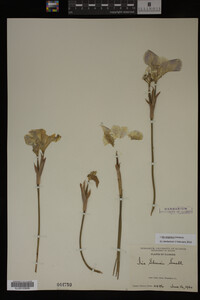 Image Associated With the Occurrence